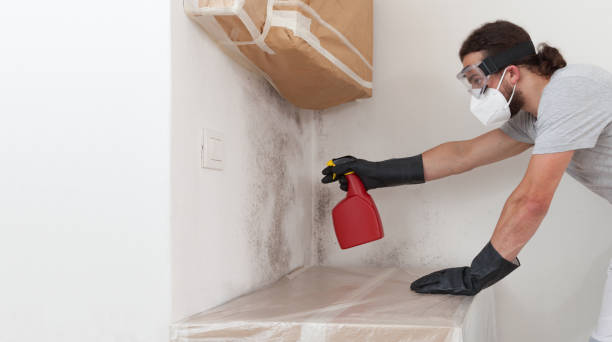 Professional Basement Mold Remediation technician working in Darien, GA