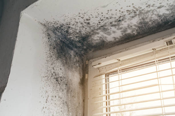 Affordable Basement Mold Remediation solutions in Darien, GA