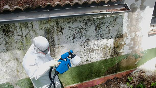 Top rated local Basement Mold Remediation specialists in Darien, GA